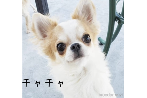 販売中のチワワ(ロングコート)の親犬